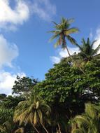 tropical island above the sky