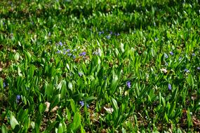 Blue Star Scilla Garlic Leaves