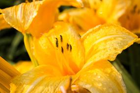 Hemerocallis lilioasphodelus