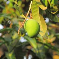 Unripe mango on tree