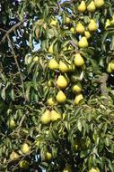 sweet pears on tree