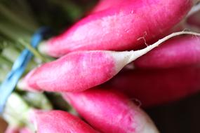 tasty radish