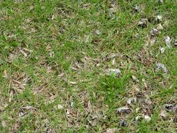 street green grass