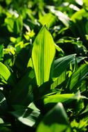closeup of leaf