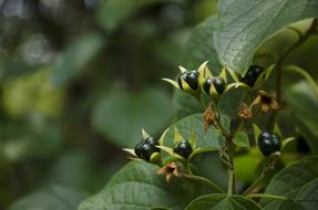 wild berries in forest