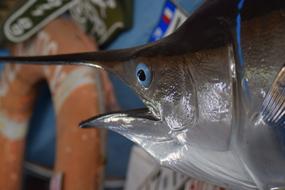 fresh fish