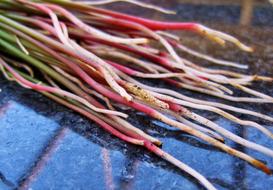 bunch of colorful fresh Roots