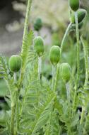 wild greens in the garden