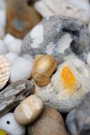 gold shell on beach