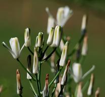 Flowers Buds Floral