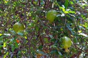 green pomegranates on tree