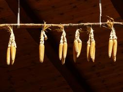 Corn On The Cob Dry
