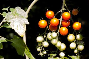 cherry tomatoes on branch