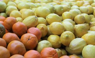 citrus fruits on sale