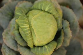 Ripe Cabbage