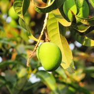 Fresh mango on branch