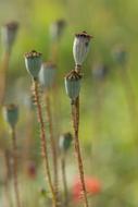 poppy stalk in bloom