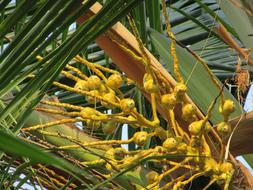 tropical wood