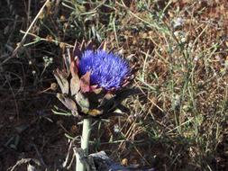 garden artichoke