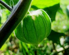 green gooseberry fruit