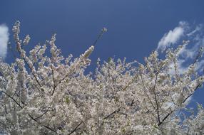 flowered tree