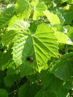 beetle on grape leaf