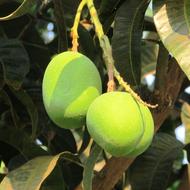 Tender Fresh Mango in Dharwad
