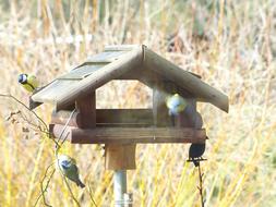Tit Blue Cyanistes Caeruleus
