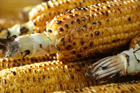 roasted corn kernels