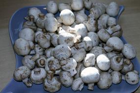 raw mushroom crop