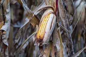 Dried corn in field