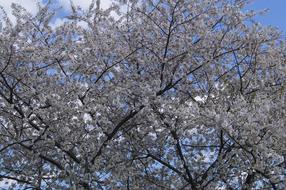 beautiful tree blooms