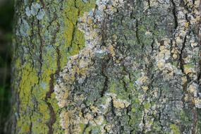 moss on an old tree
