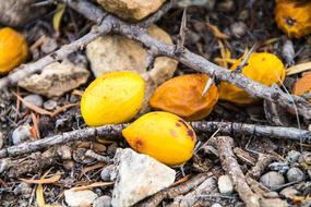 dried fallen lemons on ground