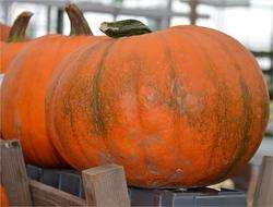 sweet pumpkin autumn