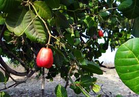 tropical fruit on tree