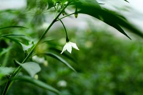 white flower leaf