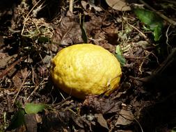 lemon in ground