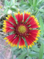 Wildflower Flower Dharwad Aster