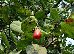 red fruit in foliage