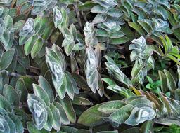 green leaves of flower in garden
