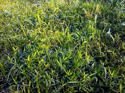 green grass in field