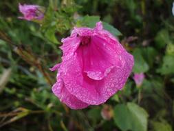 Wildflower Morning Dew Wet