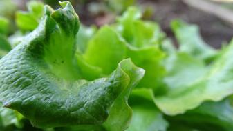 green salad leaf