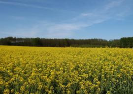 bright field of flowers