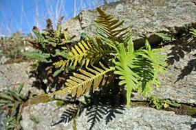 green fern on rock