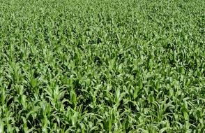 cornfield in spring
