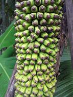 Sweet exotic bananas