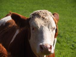 sweet cow