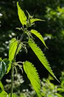 weed leaves